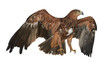 Foto: Eagle Eagle