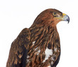 Foto: Eagle Eagle