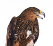 Foto: Eagle Eagle