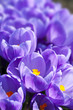 Crocus
