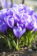 Crocus