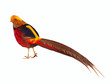 Golden pheasant. Isolated over white
