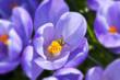 Crocus