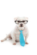 White dog with serious concentrated look