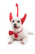 Devil Dog Devil Dog