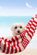 Cute puppy dog relaxing by the beach Cute puppy dog relaxing by the beach