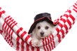 Adorable puppy wearing a hat