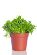 cos lettuce