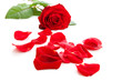 Red rose with fallen leaves