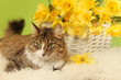 pretty cat