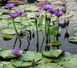 Teich mit blauen, tropischen Seerosen