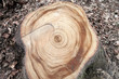 Stump