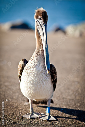 Photo: American pelican American pelican