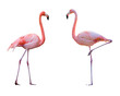 Couple de flamant rose