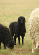 Sheeps on a meadow