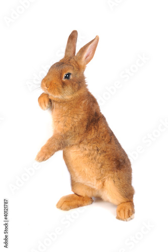 Photo: rabbit rabbit
