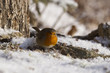 Rotkehlchen (Erithacus rubecula)