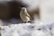 Sumpfmeise (Poecile palustris)