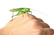 Hand with Grasshopper