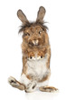 Furry rabbit standing on its hind legs Furry rabbit standing on its hind legs