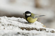 Kohlmeise (Parus major)
