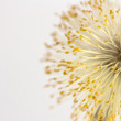 Weidenblüte (Makro)