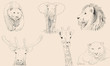Animals Sketches