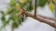 pupa is climbing on Branch