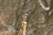 Eichelhäher (Garrulus glandarius)