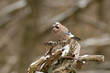 Eichelhäher (Garrulus glandarius)