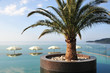 Insel mit Palme im Pool