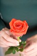Photo: red rose on green background red rose on green background