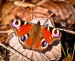 Foto: Peacock butterfly close up. Peacock butterfly close up.