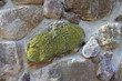 Mittelalterliche Stadtmauer in Müncheberg