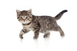 A playful kitten. British breed. Tabby. A playful kitten. British breed. Tabby.