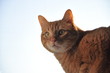 Foto: Kater am Fenster Kater am Fenster