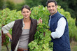 Smiling couple working in a vineyard Smiling couple working in a vineyard