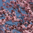 Arbre en fleur