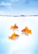Poissons Rouges