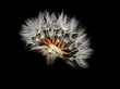 Dandelion seed