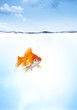 Poisson rouge solitude