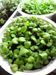 seedlings in pots