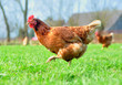 Henne im Freiland mit Gras