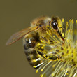 Biene auf Weidenkätzchen