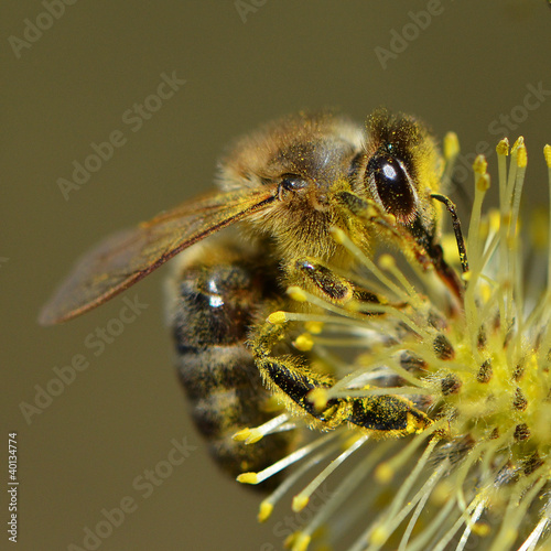 Photo: Biene auf Weidenkätzchen Biene auf Weidenkätzchen
