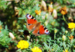European Peacock butterfly (Inachis io) on a yellow flower