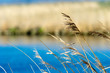 Grass near the water