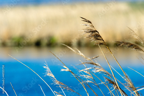 Photo: Grass near the water Grass near the water