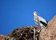 Stork in its nest under blue sky