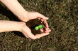 Planting a sapling